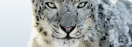 Snow leopard